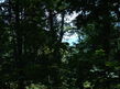 Lot 5 & 7 Big Buck Trail