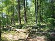 Redtail Rd