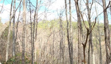 Whippoorwill Way