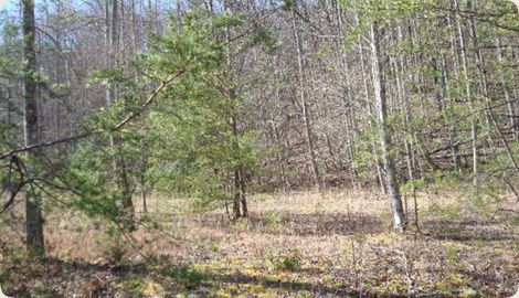 Tract 1 Hickory Hollow Way