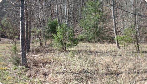 Tract 2 Hickory Hollow Way
